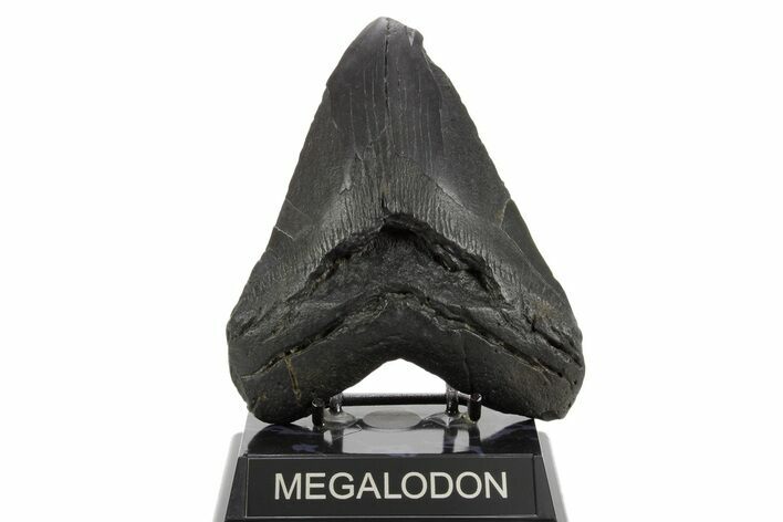 Huge Fossil Megalodon Tooth - South Carolina #374680